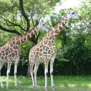 SAFARI DRIVE-THROUGHS